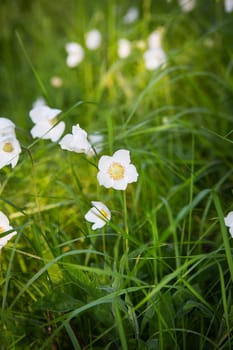 A close-up of a very beautiful white anemone flower among the tall green grass. Beautiful sunshine