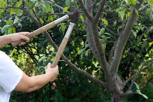 A woman cuts the branches of an apple tree with a large secateurs. Spring work in the garden.