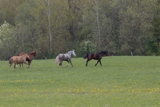 A herd of horses running in the distance across the field