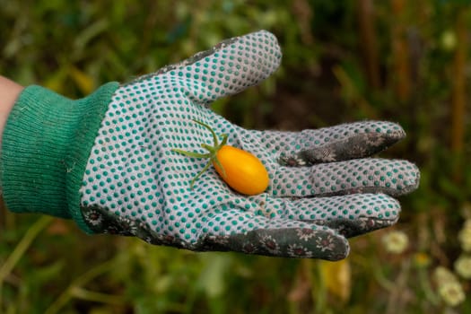 A yellow small tomato lies in the palm of your hand. Hand in a glove. Harvest of tomatoes.