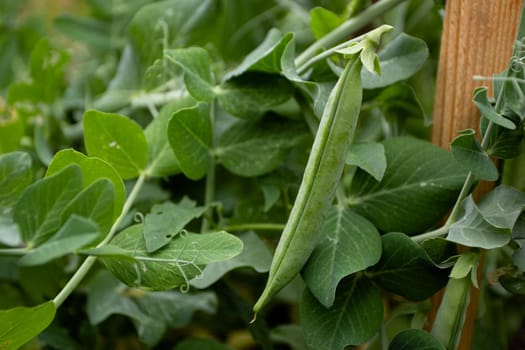 Photo of green peas in the garden. Gardening and agriculture. Environmentally friendly harvest.