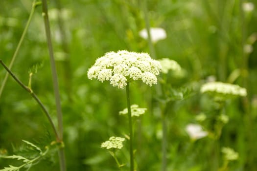 Umbrella plant white flower. Wildflowers. Plants and stems.