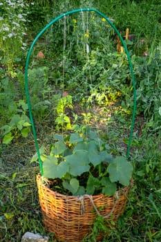 cucumber patch in a wicker basket against the background of beds of peas. Harvesting and plant care. Agriculture. Eco harvest.