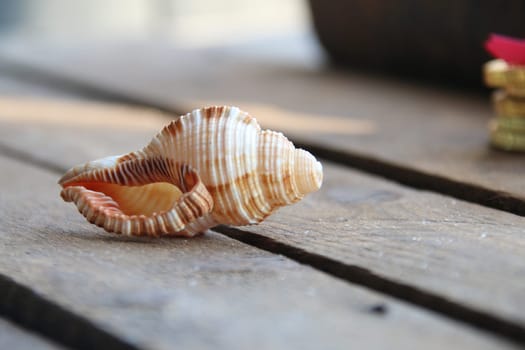 Seashell on a wooden background. Summer time creative concept.