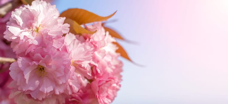 Double cherry blossoms in full bloom. A tree branch with flowers against a blue sky and the sun shines through the flowers