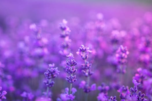 Lavender flower field closeup, fresh purple aromatic flowers for natural background. Violet lavender field in Provence, France.