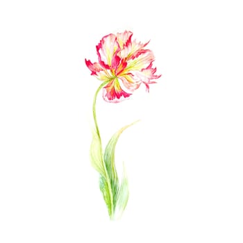 Illustration of watercolor hand drawn of colorful red tulip