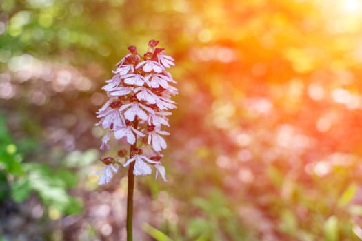 Crimean orchid Yatryshnik. Orchid Baltic iberika wild flower. High quality photo