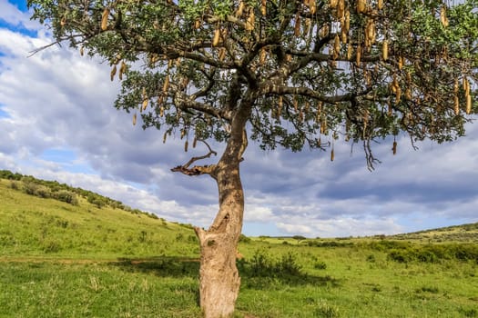 A beautiful sausage tree Kigelia africana in the savannah of Kenya in Africa