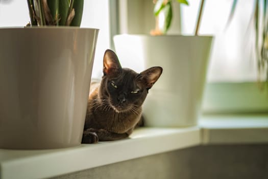 Burmese cat close-up at home. Portrait of a beautiful young brown cat sitting on the window. Animals at home.