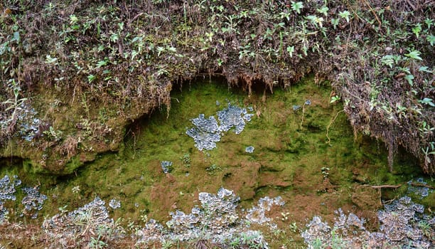 Lush greenery of moss, colorful mushrooms and tiny plants in a vibrant nature background.