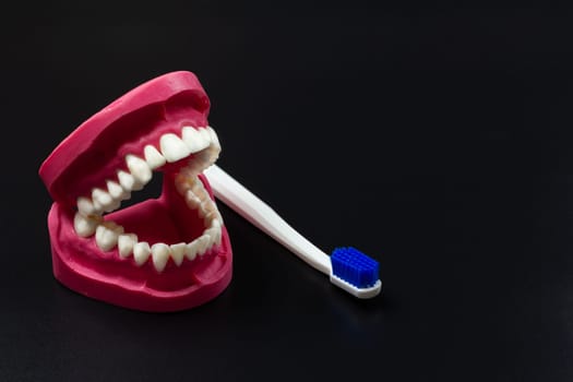 Human jaw layout and the toothbrush on the black background.
