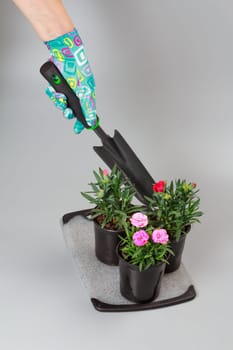 Woman in a garden glove with a small shovel digging in the pot with carnation flowers.