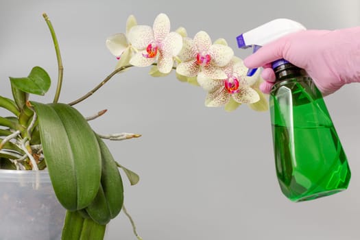 Woman taking care of home plants at home and spraying phalaenopsis orchid flowers with water from the spray bottle. The concept of home gardening and flower growing.