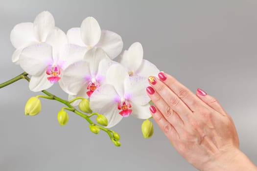 Woman's hand holding a branch of white phalaenopsis orchid flowers on the gray background. Tropical flower.