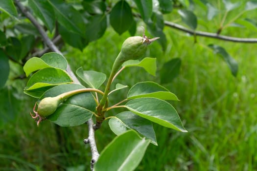 Pear tree with immature fruits on branches with green leaves. Fruits growing in the orchard.