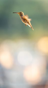 Female hummingbird caught in motion, flapping her wings rapidly while hovering in front of blurred background. Perfect for nature, animal or bird related projects.