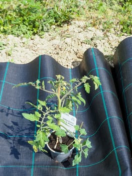 Weed control system with black plastic film. Agricultural technology. Plant covers. Weed suppressant fabric.