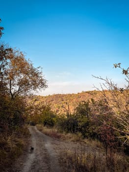 the road in the autumn forest on the mountain.