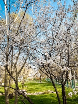 cherry blossoms in spring in the garden of Almaty.