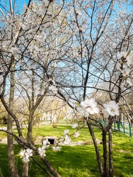 cherry blossoms in spring in the garden of Almaty.