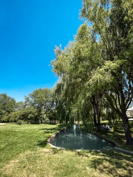 a clean pond near a willow tree on a summer day.