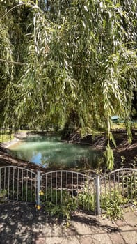a clean pond near a willow tree on a summer day.