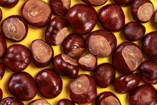 Top down view - closeup pile of horse chestnuts (Aesculus hippocastanum) on yellow board.