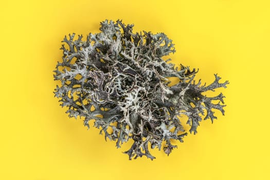 Icelandic lichen (Cladonia rangiferina) structure on yellow board. Abstract organic photo.