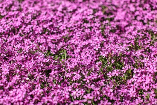 Shallow depth of field photo - only few small flowers in focus. Pink flowerbed with few leaves visible. Abstract spring flowery background.