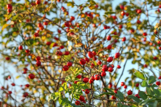 Sun shining on rosehips bush (Rosa canina), blue sky in background.