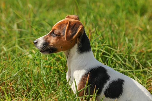 Small Jack Russell terrier dog sitting in low green grass, looking to her side.