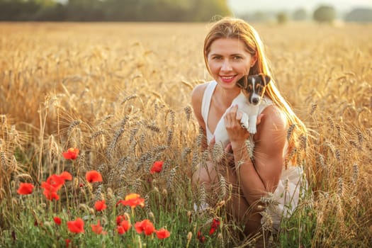 Young woman holding Jack Russell terrier puppy on her hands, sunset lit wheat field in background, some red poppy flowers in front.