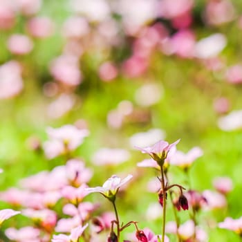 Delicate white pink flowers of Saxifrage moss in the spring garden. Floral background