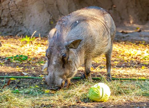 The Visayan warty pig (Sus cebifrons) is a critically endangered species in the pig genus (Sus).