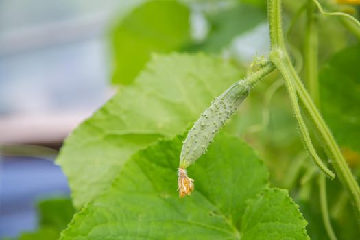 Young cucumber hanging in the greenhouse, macro photo, shallow depth of field. Harvesting autumn vegetables. Healthy food concept, vegetarian diet of raw fresh food. Non-GMO organic food.