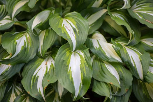 A background of dense dark green leaves with a white center. Abstraction from greening plants. Backdrop, backing, texture for postcards, screensavers, titles, inscriptions or desktop wallpaper.