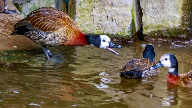 Close-up of a group of White-faced Whistling Ducks.