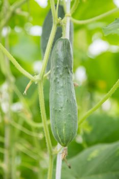 A green cucumber is ripening in a greenhouse, macro photo, shallow depth of field. Harvesting autumn vegetables. Healthy food concept, vegetarian diet of raw fresh food. Non-GMO organic food. 