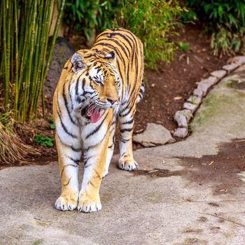 Close up of Amur Tiger (Panthera tigris altaica).