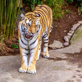Close up of Amur Tiger (Panthera tigris altaica).