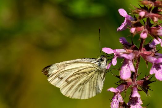 cabbage butterfly on a flower