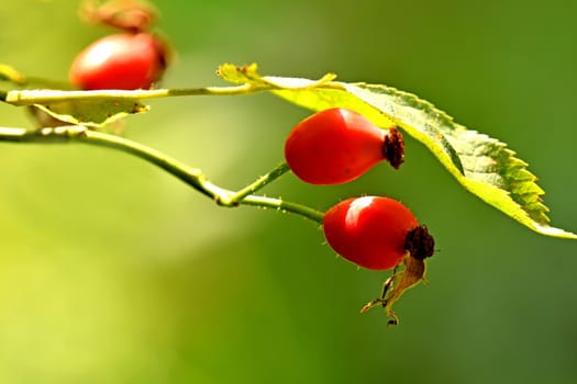 rose hip on a green, empty background