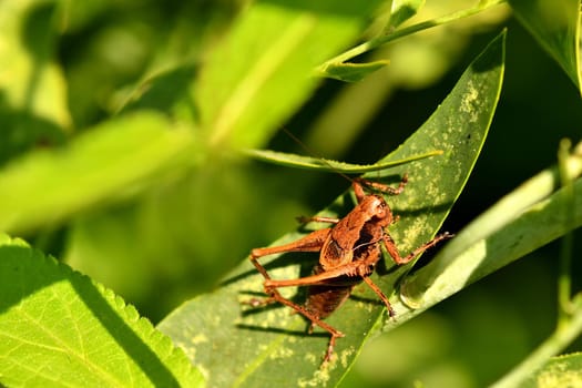 grasshopper on a green leaf