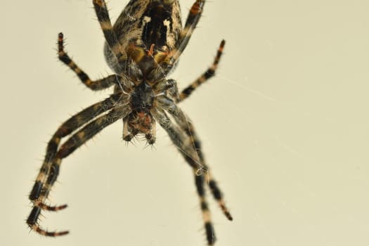 a garden spider in its web in a macro