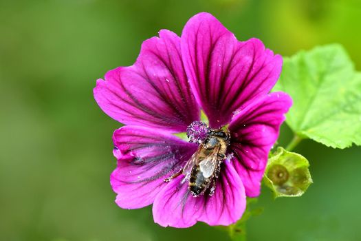 mallow, medicinal plant flower and bee