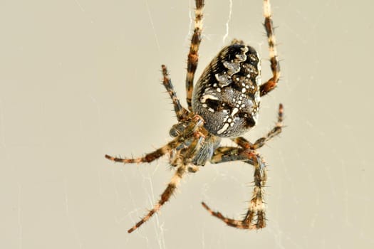 a garden spider in its web in a macro