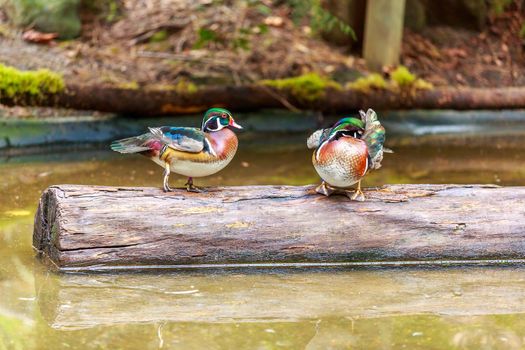Pair of wood ducks perching on a floating log.