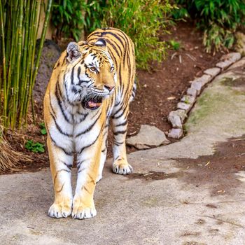 Close up of Amur Tiger (Panthera tigris altaica).