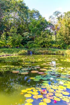 Little pond in tropical rainforest, with lotus flowers.